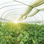 Farmland Agriculture Ground Mounted PV System For Greenhouse