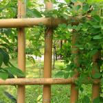 Customized Dry Straight Outdoor Big Moso Bamboo Poles 60cm To 595cm Natural