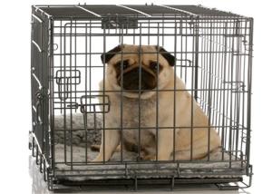 China Dog Kennel Cover Double Door Heavy Duty Dog Cages And Crates Large wholesale