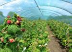 Commercial Multi Span Greenhouse Hydroponic Plastic Film Easy Installed