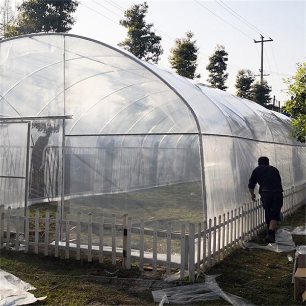Single Span Poly Film Tunnel Arch Plastic Film Greenhouse Strawberry Fruits