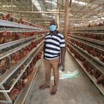 4tiers 128/160birds layer chicken battery poultry cage Commercial chicken