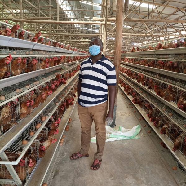 4tiers 128/160birds layer chicken battery poultry cage Commercial chicken