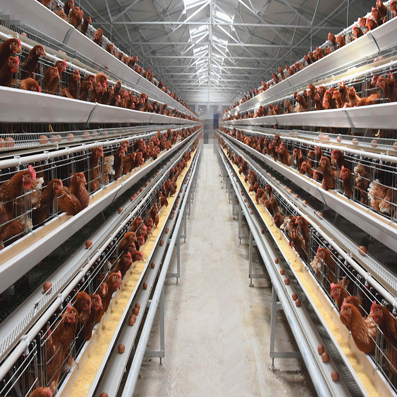 A Type 96 or 128 Capacity Automatic Layer Battery Chicken Cage