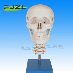 China Skull with Cervical Spine(Skull & Cervical Vertebrae Model on sale