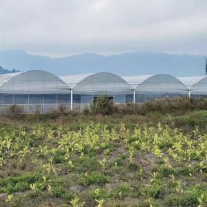 China High Tunnel Large Green House Agricultural Greenhouse Hydroponic Multi-Span Greenhouses wholesale