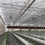 Single Layer Film Cover Greenhouse with Excellent Insulation and Pressure
