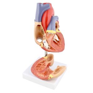 China Life Size 2 Parts Medical Plastics Anatomical Heart 3d Model PVC Materials wholesale