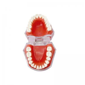 China Dental Materials Detachable Tooth Models Learning To Practice Tooth Extraction wholesale