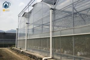 China Vegetables Multi Span Agricultural Greenhouse Plant Plastic Film Greenhouse wholesale