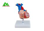 Plastic Human Anatomical Heart Model Life Size For Medical Students