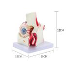 Hospital Teaching Medical Human Anatomy Eye Model With Orbit