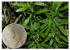 China Whole Herb Huperzia Serrata Extract , Natural Huperzine A Powder As Supplement wholesale