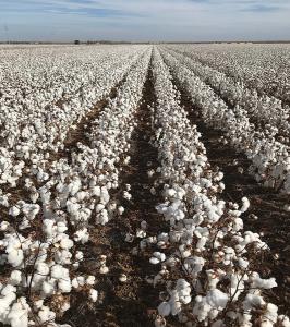 China The Most Effective Choice HaNPV Bt Biological Pesticide for Cotton Crop wholesale