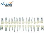 Orthodontic Dental Study Models Tooth Teaching , Dental Models For Patient