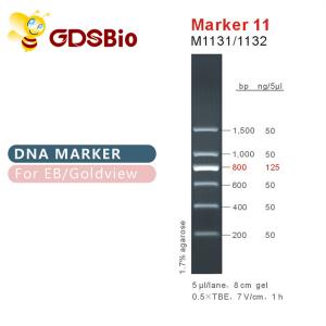 China Marker 11 DNA ladder M1131 (50μg)/M1132 (5×50μg) wholesale
