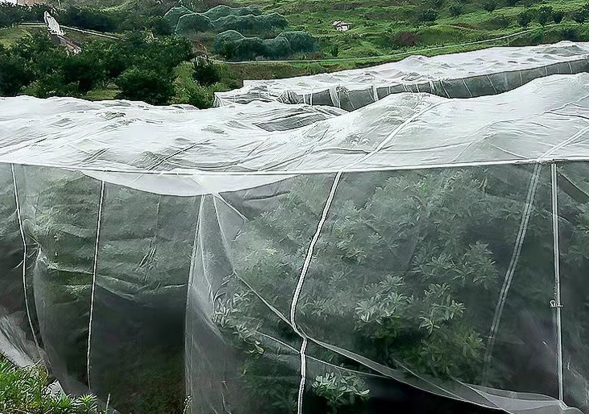 Farm Plant Protection Insect Net Adjustable Size Mesh For Vegetable And Fruit Trees
