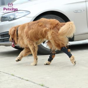 China Joint Protection SBR Dog Knee Pad for Surgery Recovery wholesale