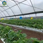 Heavy Duty Commercial Greenhouse Luxury Film Venlo Type For Stawberry