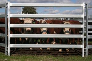 China Used Cattle Yards For Sale Farm Fencing Direct Portable Cattle Panels and Accessories wholesale