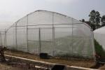 Polytunnel Sri Lanka Colombo Steel Frame Greenhouse Single Span