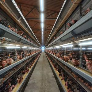 China Professional Chicken Farming Equipment Layer Battery Cages wholesale
