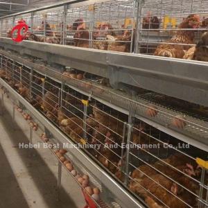 China Automatic Layer Egg Collection A Type Chicken Cage For Poultry Farm Rose on sale