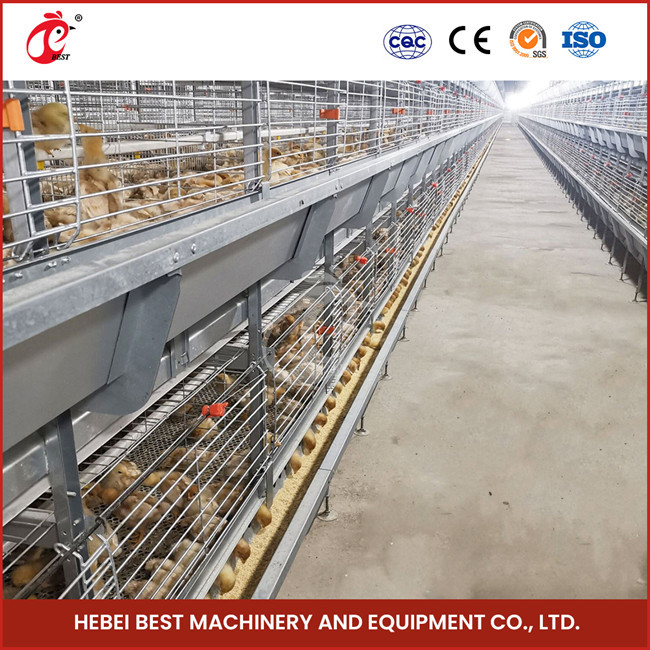 208 Chicks Battery Type Breeding Cage 1200mm Length With Automatic System Emily