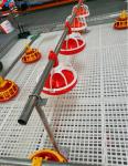 KXD Poultry House Equipment Automatic Broiler Feeding System For Broilers /
