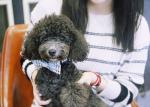 86CM 3 Inch Soft Handmade Cotton dog collar necklace Cats Puppy Bow Tie Collar