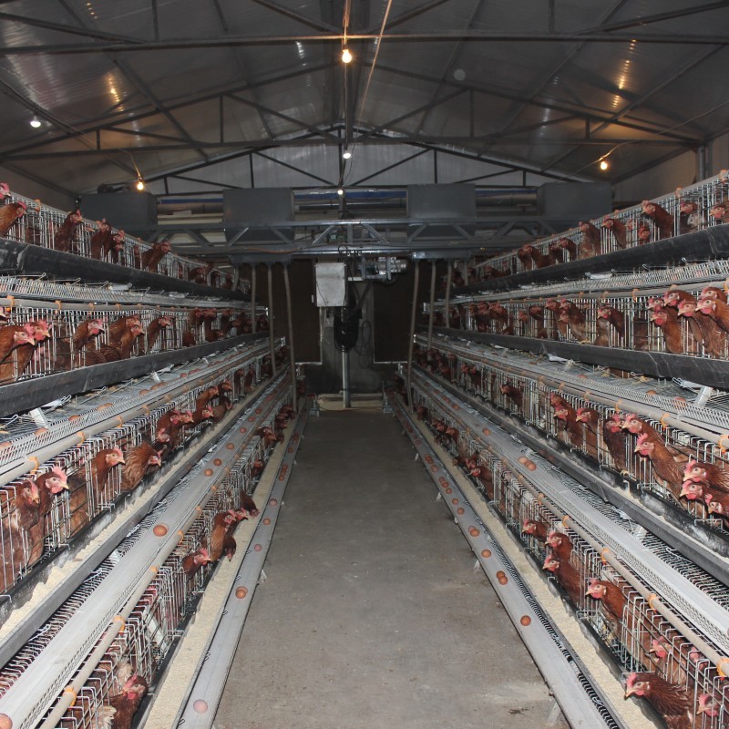 Cheap Price A Type Chicken Laying Egg Cages