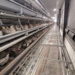 30000 Chicken Egg Layer Cages