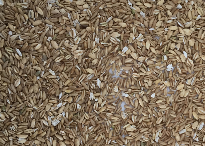 High-Tech PLC Oats/Oatmeal/Hot Cereals Color Sorter Avena Sativa Sorting Machine