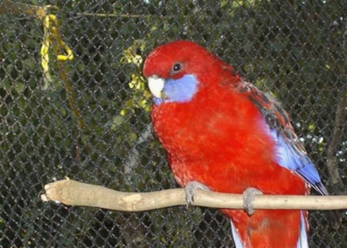 1.2mm Stainless Steel Bird Mesh/ stainless steel wire mesh for bird cages