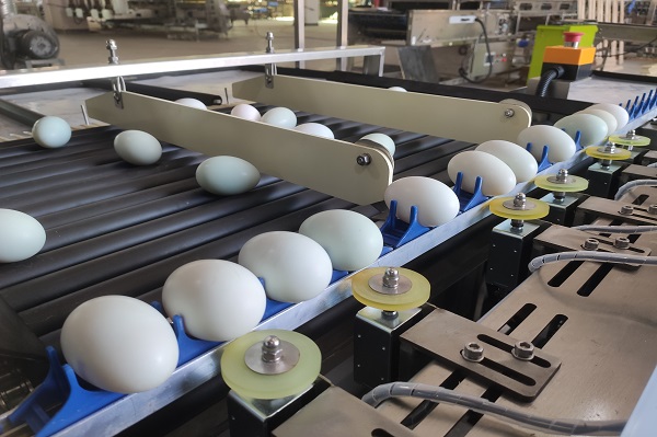 10,000 Eggs/hour Stainless Steel Egg Grading Sorting Machine From China