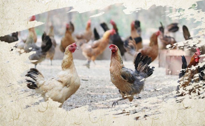 380V Chicken Scalding Machine