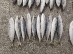 Natural Color IQF BQF Frozen Pacific Mackerel Fish