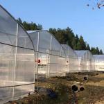 Galvanized Steel Structure PE Plastic Tunnel Greenhouse Polyethylene Film