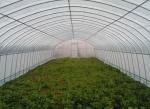 Galvanized Steel Hoop Style Greenhouse , Vegetable Pe Film Greenhouse Side