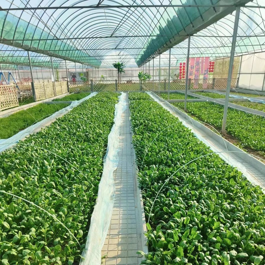 Advand Shading Greenhouse for Hydroponics Growingce