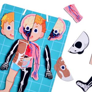 China Magnetic Jigsaw Puzzle Preschool Learning Toys , Human Body Bones And Muscles Toys Aged Over Three wholesale