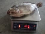Frozen Tilapia Whole Round Size 500-800