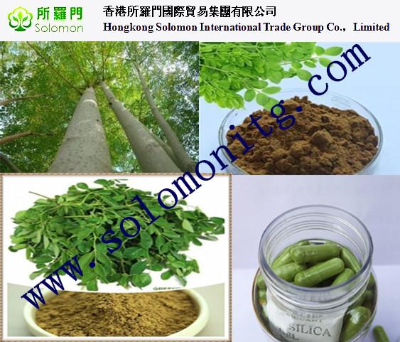manufacture supply wholesale moringa tree leaf powder suppliers import china