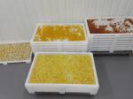 Pharmaceutical medicine Plastic Drying Trays with holes for good drying