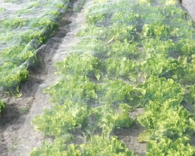 Multi Mesh Custom Width Length Insect Net UV Resistant For Greenhouse Garden Plants