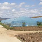 Hot Sale Poly Tunnel Strawberry Greenhouse Agricultural Single-span Greenhouse