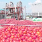 Electric Tomato Juicer Tomato Paste Making Machine , Tomato Juice Machine
