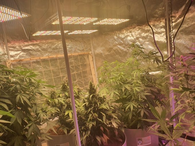 Higher yield 480w full spectrum red led grow lights Samsung lm301h quantum board for garden 5