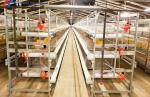 Anti Corrosion Automatic Layer Battery Chicken Cages For Africa Agricultural