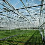 Agricultural Hydroponic System Multi-Span Venlo Glass Greenhouse Customized